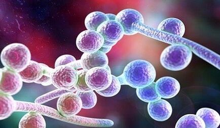 Fungo Candida